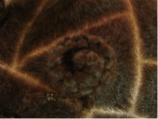 Moños triangulares