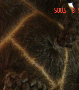 Moños regulares e irregulares